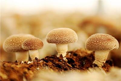 小蘑菇 大產(chǎn)業(yè)——濟(jì)寧鄒城大束蘑菇小鎮(zhèn)展覽服務(wù)紀(jì)實